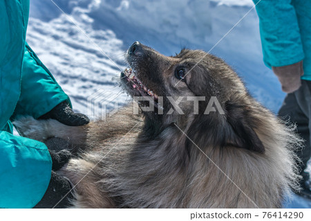A joyful dog of the Keeshond breed meets its owner and holds out his paws A joyful dog of the Keeshond breed meets its owner and holds out his paws 76414290