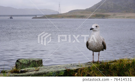 Wild seagull looks at the camera against the background of the northern mountains Wild seagull looks at the camera against the background of the northern mountains 76414531