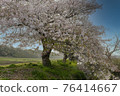 A row of cherry blossom trees in full bloom in the Imai district of Shiroi City, Chiba Prefecture 76414667