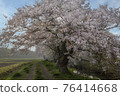 A row of cherry blossom trees in full bloom in the Imai district of Shiroi City, Chiba Prefecture 76414668