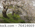 A row of cherry blossom trees in full bloom in the Imai district of Shiroi City, Chiba Prefecture 76414669