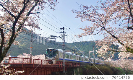 Kishu Road Rapid Service, which runs near Yamanakadani Station in full bloom, Hannan City, Osaka Prefecture 76414756