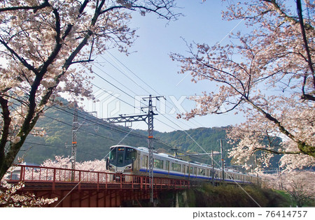 Kishu Road Rapid Service, which runs near Yamanakadani Station in full bloom, Hannan City, Osaka Prefecture Kishu Road Rapid Service, which runs near Yamanakadani Station in full bloom, Hannan City, Osaka Prefecture 76414757