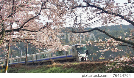 Kishu Road Rapid Service, which runs near Yamanakadani Station in full bloom, Hannan City, Osaka Prefecture 76414764