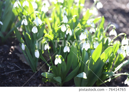 Snow Drop Snow Drop 76414765