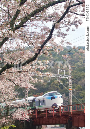 Panda Kuroshio running near Yamanakadani Station in full bloom Sakura, Hannan City, Osaka Prefecture 76414832