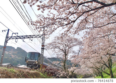 A regular train that runs near Yamanakadani Station in full bloom, Hannan City, Osaka Prefecture A regular train that runs near Yamanakadani Station in full bloom, Hannan City, Osaka Prefecture 76414878