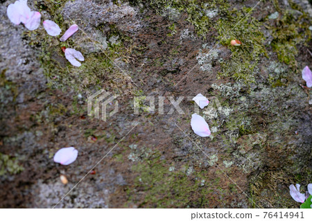 櫻花花瓣散落在青苔上 76414941