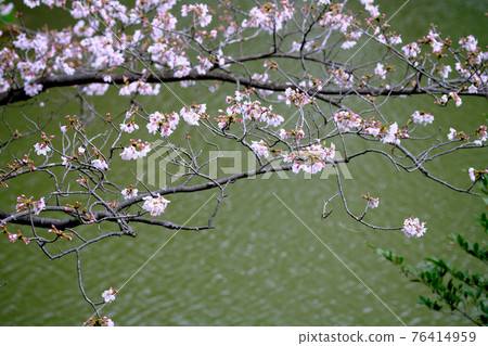Cherry tree blooming on the side where the river flows 76414959