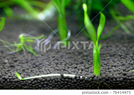 通過伸展跑步者生長的苦草水生植物 76414973