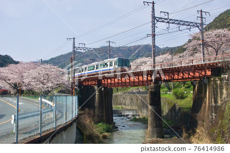 Kishu Road Rapid Service, which runs near Yamanakadani Station in full bloom, Hannan City, Osaka Prefecture Kishu Road Rapid Service, which runs near Yamanakadani Station in full bloom, Hannan City, Osaka Prefecture 76414986