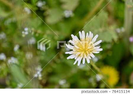 White banana dandelion White banana dandelion 76415134