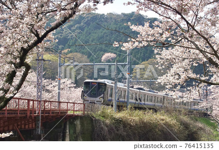 Kishu Road Rapid Service, which runs near Yamanakadani Station in full bloom, Hannan City, Osaka Prefecture Kishu Road Rapid Service, which runs near Yamanakadani Station in full bloom, Hannan City, Osaka Prefecture 76415135