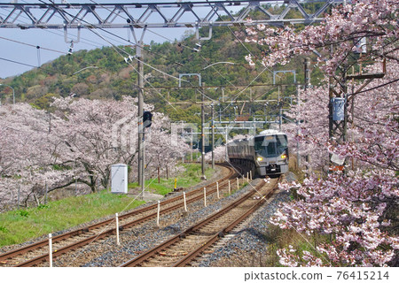 Yamanakadani Station in full bloom, Kishu Road Rapid Service, Hannan City, Osaka Prefecture Yamanakadani Station in full bloom, Kishu Road Rapid Service, Hannan City, Osaka Prefecture 76415214