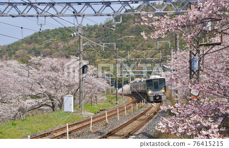 Yamanakadani Station in full bloom, Kishu Road Rapid Service, Hannan City, Osaka Prefecture Yamanakadani Station in full bloom, Kishu Road Rapid Service, Hannan City, Osaka Prefecture 76415215