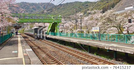 Yamanakadani Station in full bloom, Kishu Road Rapid Service, Hannan City, Osaka Prefecture Yamanakadani Station in full bloom, Kishu Road Rapid Service, Hannan City, Osaka Prefecture 76415237