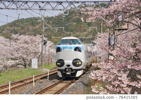 Panda Kuroshio passing through Yamanakadani Station in full bloom Sakura Hannan City, Osaka Prefecture Panda Kuroshio passing through Yamanakadani Station in full bloom Sakura Hannan City, Osaka Prefecture 76415305