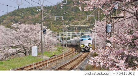 Panda Kuroshio passing through Yamanakadani Station in full bloom Sakura Hannan City, Osaka Prefecture Panda Kuroshio passing through Yamanakadani Station in full bloom Sakura Hannan City, Osaka Prefecture 76415308