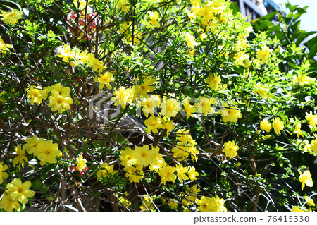 大雞蛋花（黃梅花偽） 76415330