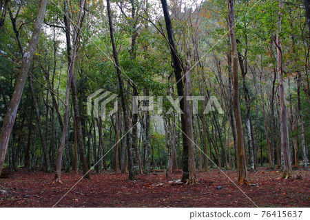 Forest 76415637