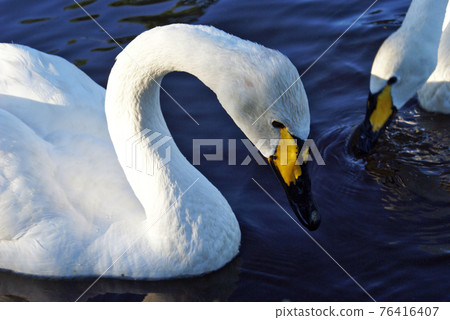 Swans Image Series Swans Image Series 76416407