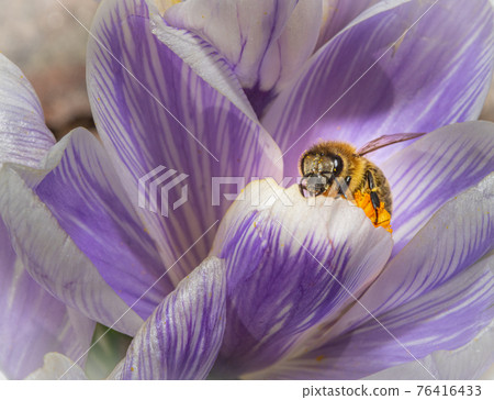 A macro photo of a bee on a purple flower with orange pistil and stamen. Purple blurry background. 76416433