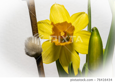 A macro photo of a yellow flower with orange pistil and stamen. A white background A macro photo of a yellow flower with orange pistil and stamen. A white background 76416434