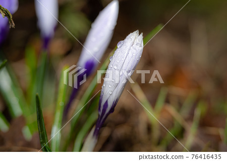 A closeup picture of purple flowers with water droplets just before bloom. Green and brown blurry background. A closeup picture of purple flowers with water droplets just before bloom. Green and brown blurry background. 76416435