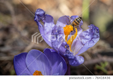 A close-up picture of a purple flower with a flower fly. A close-up picture of a purple flower with a flower fly. 76416436