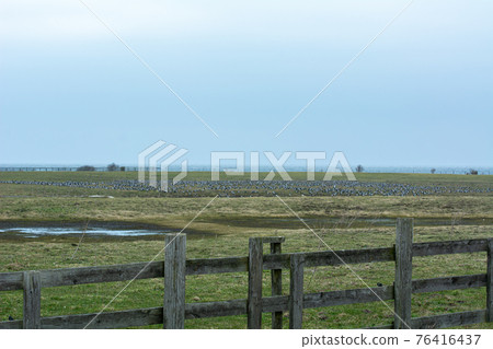 Lomma beach meadows, Malmo, Sweden. Blue sky and ocean in the background Lomma beach meadows, Malmo, Sweden. Blue sky and ocean in the background 76416437