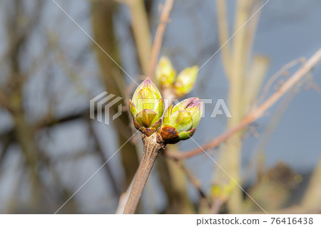 A close-up photo of buds on a tree. Blue blurry background 76416438