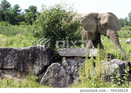 Elephant Walking Through Elephant Walking Through 76416629