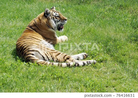 Tiger Resting on Grass Tiger Resting on Grass 76416631