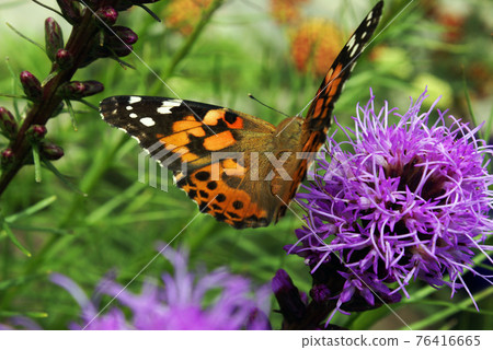 Beautiful Butterfly On Flower Beautiful Butterfly On Flower 76416665