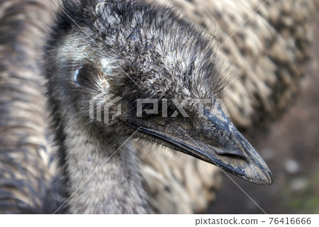 Emu Face Closeup Emu Face Closeup 76416666
