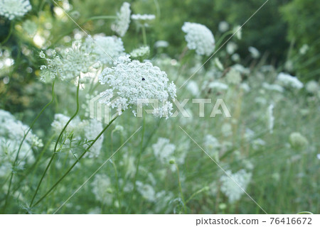 Queen Anne Lace Flower Series Queen Anne Lace Flower Series 76416672