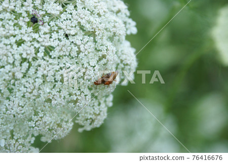Queen Anne Lace Flower Series Queen Anne Lace Flower Series 76416676