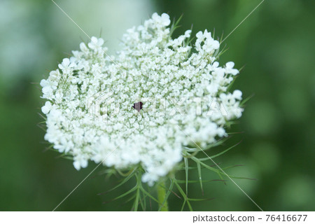 Queen Anne Lace Flower Series 76416677