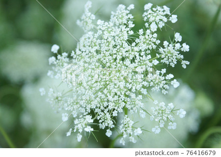 Queen Anne Lace Flower Series 76416679