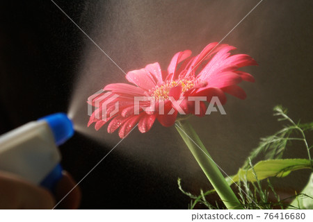 Water Misting a Gerber 76416680