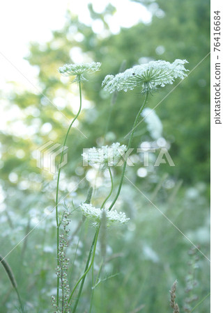 Queen Anne Lace Flower Series 76416684