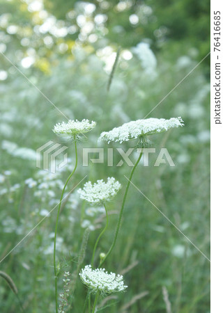 Queen Anne Lace Flower Series Queen Anne Lace Flower Series 76416685