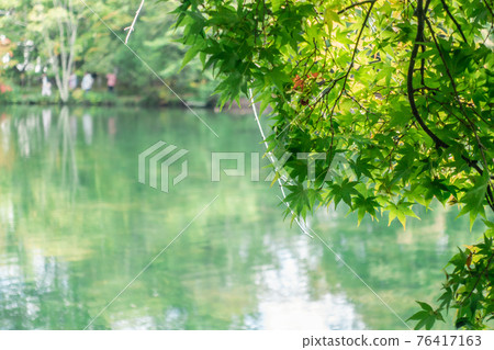 雲葉池綠楓 76417163