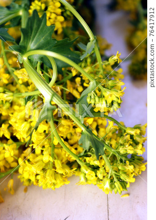 Yellow Rocketcress Herbs 76417912