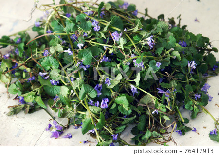 Fresh Creeping Charlie Herb Fresh Creeping Charlie Herb 76417913