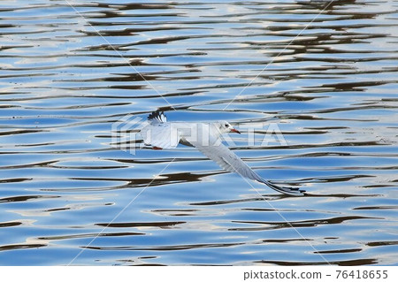 Flying gulls Flying gulls 76418655