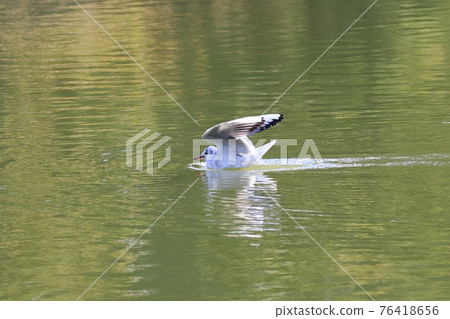 Flying gulls Flying gulls 76418656