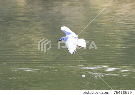 Flying gulls 76418659