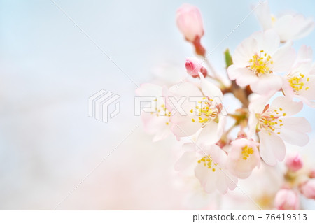 Beautifully blooming Edo Higan cherry blossoms and the sky 76419313