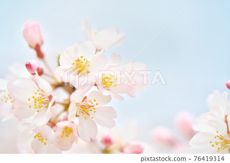 美麗盛開的江戶希根櫻花和天空 美麗盛開的江戶希根櫻花和天空 76419314